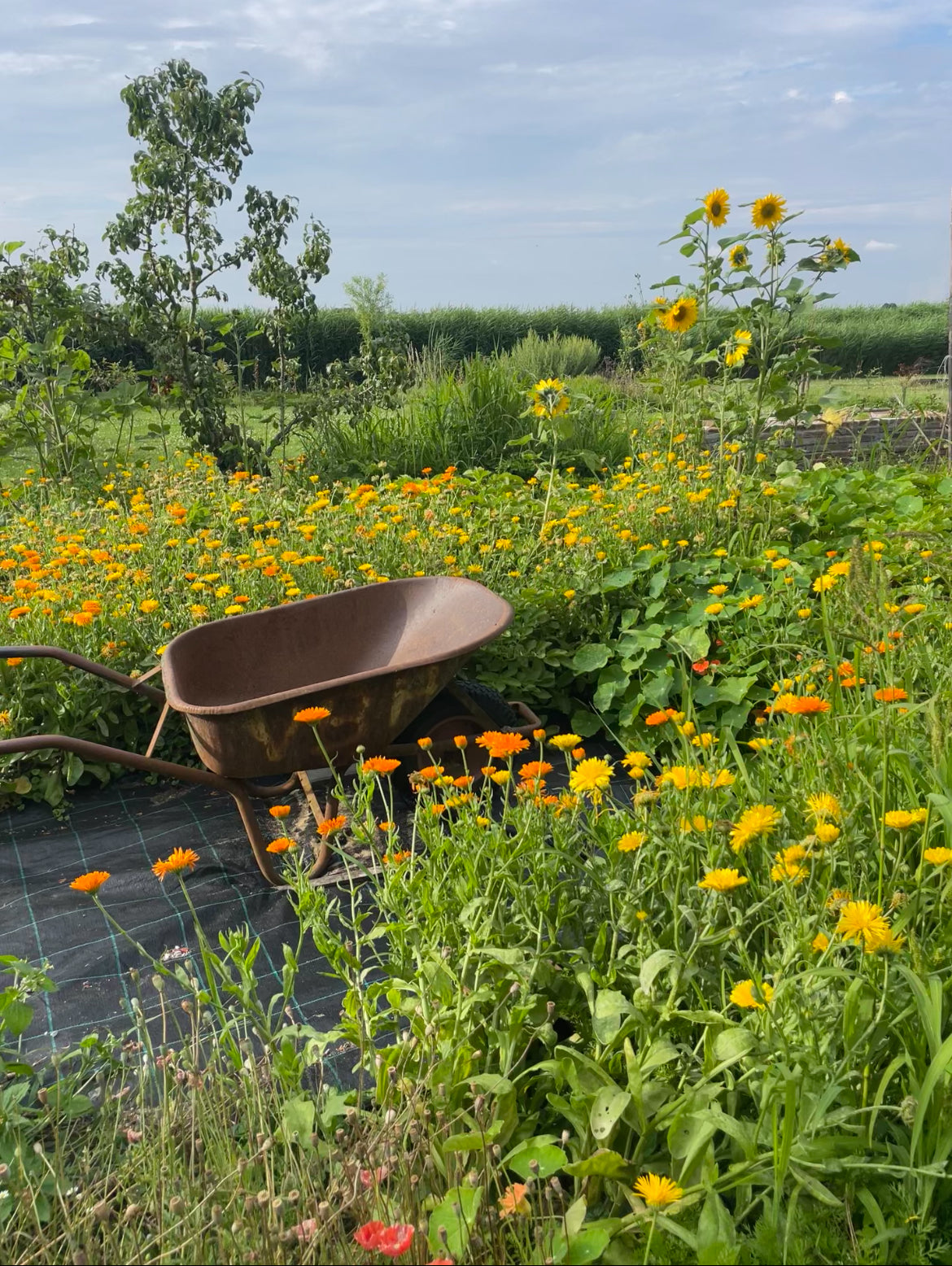 Workshop Keramiek & Moestuinieren | 5 OKTOBER 2025 in Maasland (ZH)